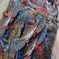 酒泉海鲜活体空运